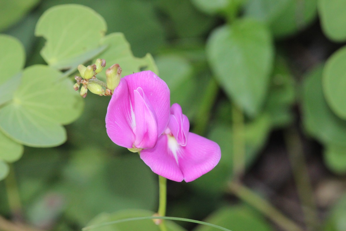 Canavalia rosea (Sw.) DC.